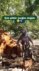 İneği sıkıntısız bir şekilde doğum yaptığı için çok mutlu olan teyze 😊