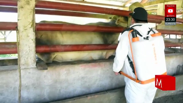 Yucatán reporta nuevos casos de gusano barrenador de ganado y refuerza medidas sanitarias