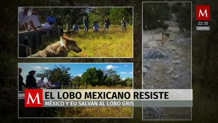 La historia del lobo mexicano y su rescate gracias a la cooperación binacional
