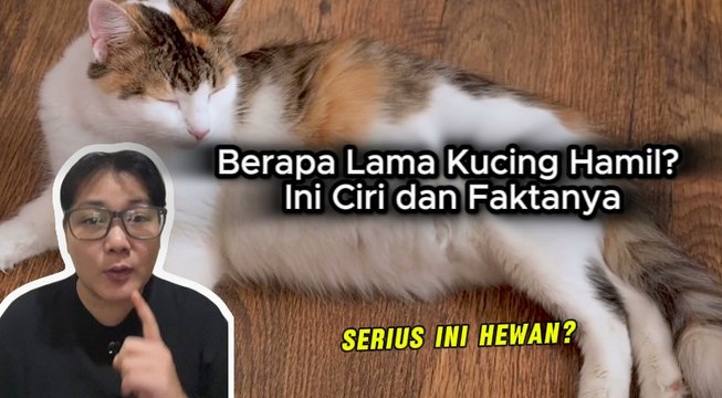 Berapa Lama Kucing Hamil? Ini Ciri dan Faktanya-Serius Ini Hewan?
