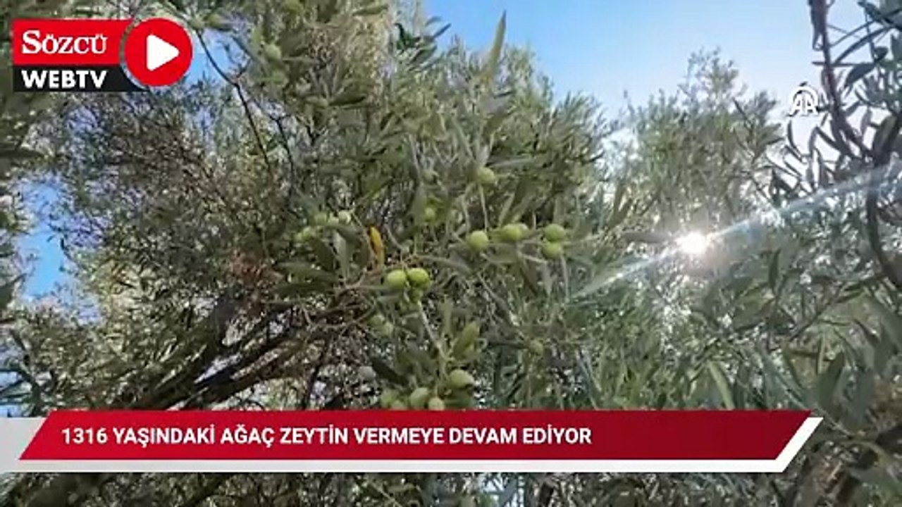 1316 yaşındaki ağaç zeytin vermeye devam ediyor
