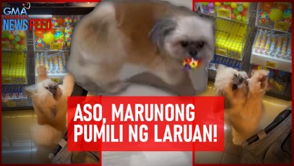 Aso, marunong pumili ng laruan! | GMA Integrated Newsfeed