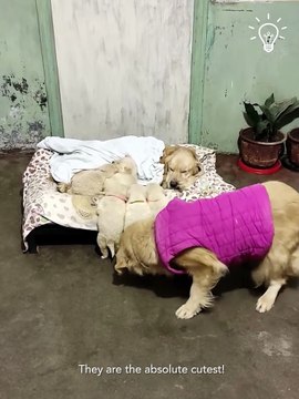 Mama dog taking care of her pups🥰