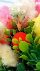 Adorable beautiful chicks .Cute chicks