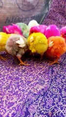 Adorable chicks video .Cute chicks
