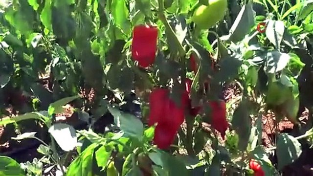 40 derece kavurucu sıcakta ''en acı'' ama ''en lezzetli'' mesai başladı