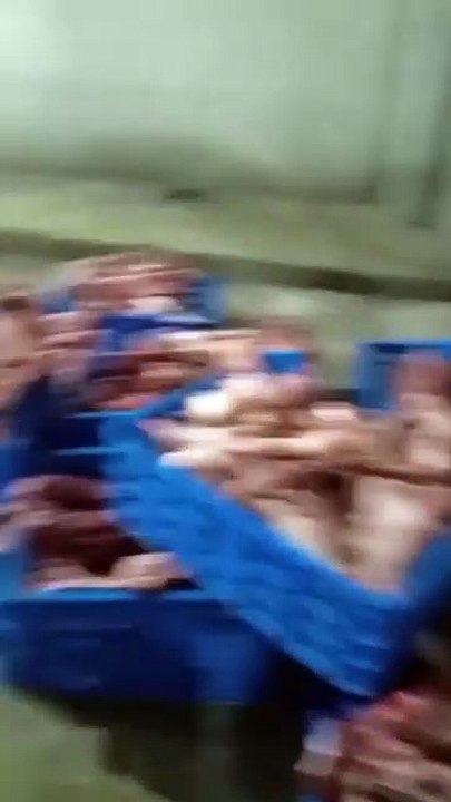 Donkey Meat Farm Discovered in Tarnol, Pakistan: Islamabad Authorities Seize 1000kg in Shocking Raid