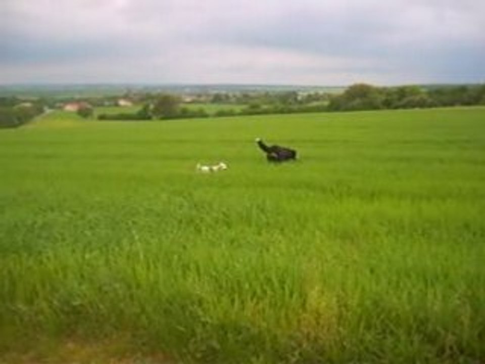 Dakota dans les champs