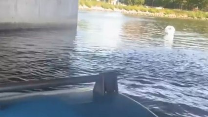Girl and her boyfriend get chased by a swan during boat ride in Malmö