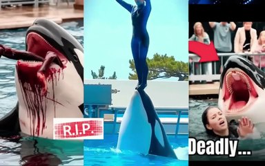 See the Way Dolphin Attack Jessica Live in the Pool (R.i.p Jessica