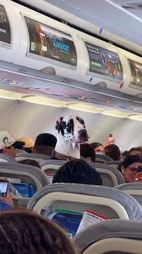 Dogue alemão de apoio emocional viaja em cabine de avião e encanta passageiros