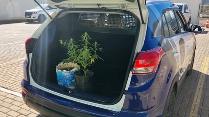 Casa abandonada: Dois pés de maconha são apreendidos no Interlagos