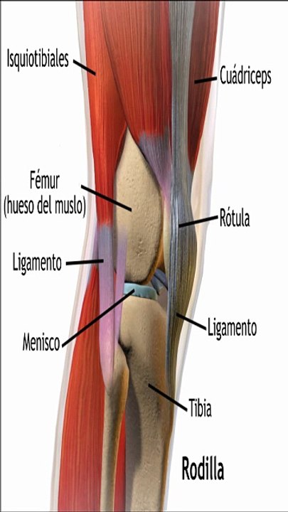 Remedios caseros y consejos para el - dolor de rodilla
