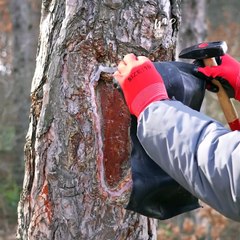 Healing the hollows of trees