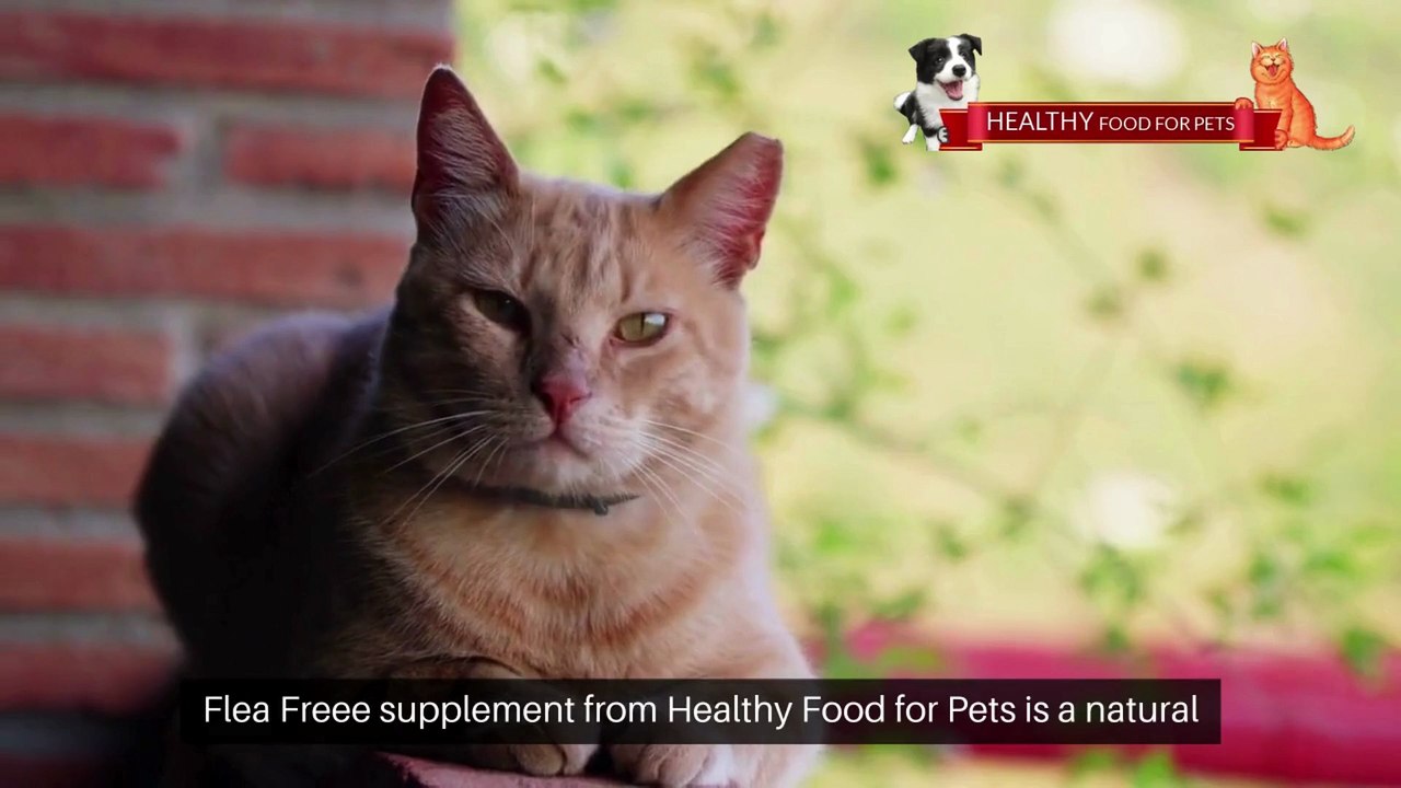 Flea Free Food Supplement