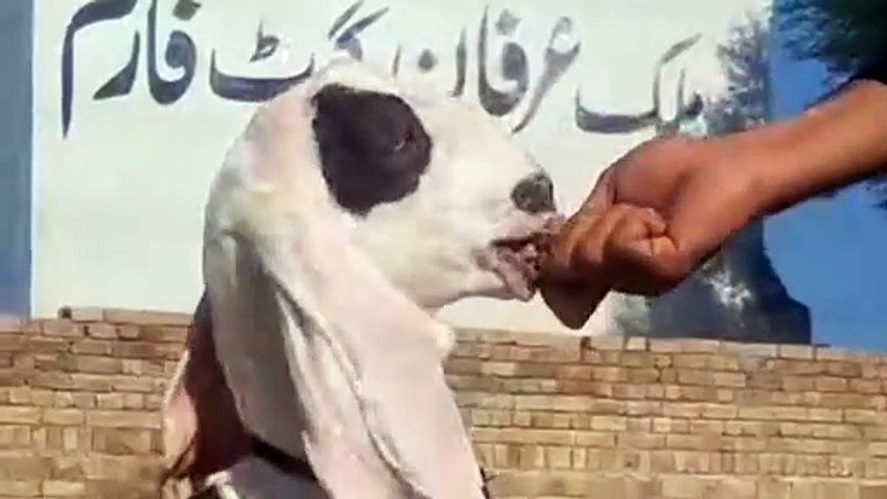 Rajanpuri Ablak Goat/Rajanpuri Goat/Ablak Goat/White Goat/Young Female Goat/Goat Farming/HealthyGoat