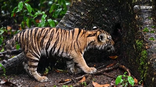 Part 15 - A Girl Alone Surviving In The Forest – The Giant Python Showdown in the Swamp