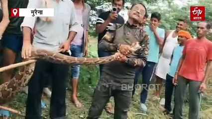 मुरैना में जिंदा मोर को निगलते देख लोगों ने मचाया शोर, नीमच में भी मचा हड़कंप