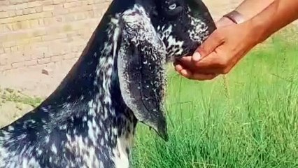 Makhicheena Black Goat/Makhicheena Goat/Young Goat/Beetal Goat/Goat without Horns/Healthy Goat/Cute