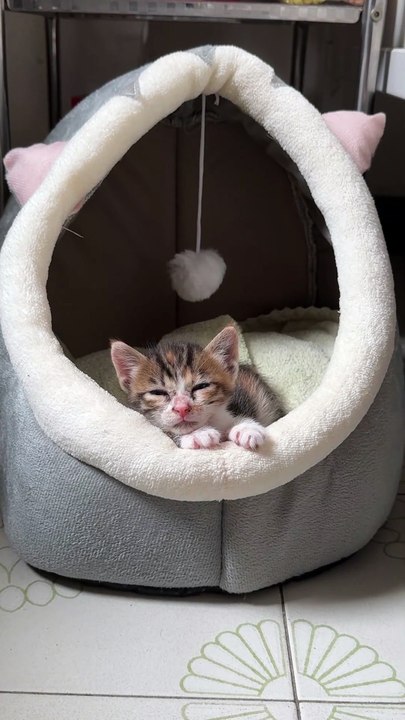 cat videos