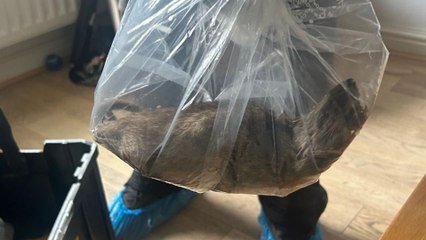 Les rats sont-ils de plus en plus gros ?