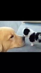 Alerta ataque feroz 🐶🐶🤭