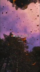 New viral song video Dedication most popular video in Hindi Urdu