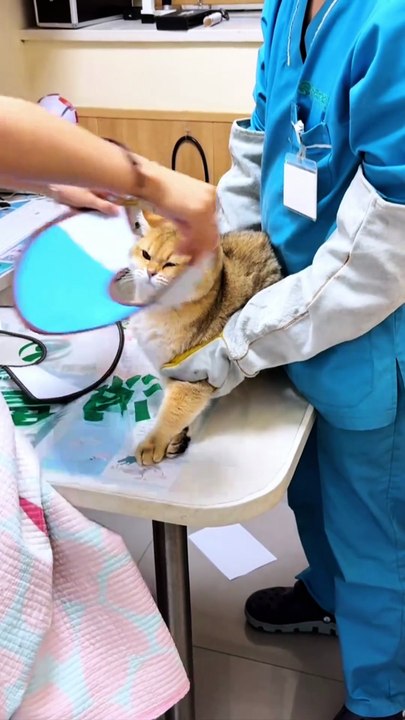 Trying to escape like it’s Prison Break: Cat Edition 🧱🐱 #fyp #foryou #cat #cats