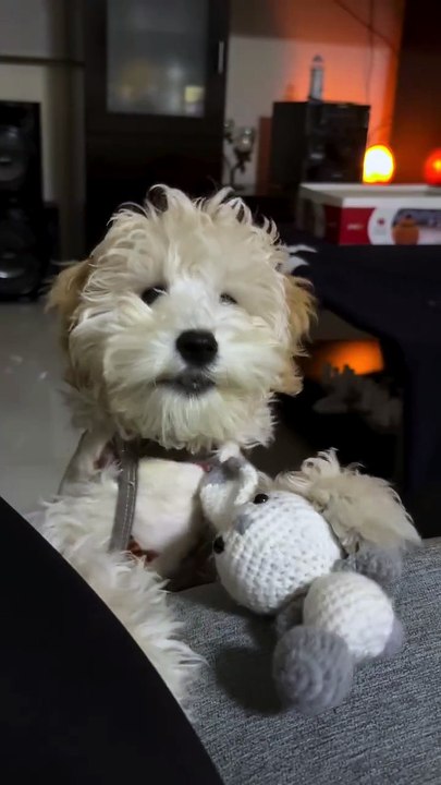 Jugamos 🐶?