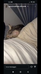 agozzino Alfredo lucky vuole le coccole