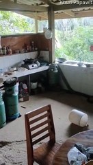 Mutfakta Dev Yılanla Karşılaşmak