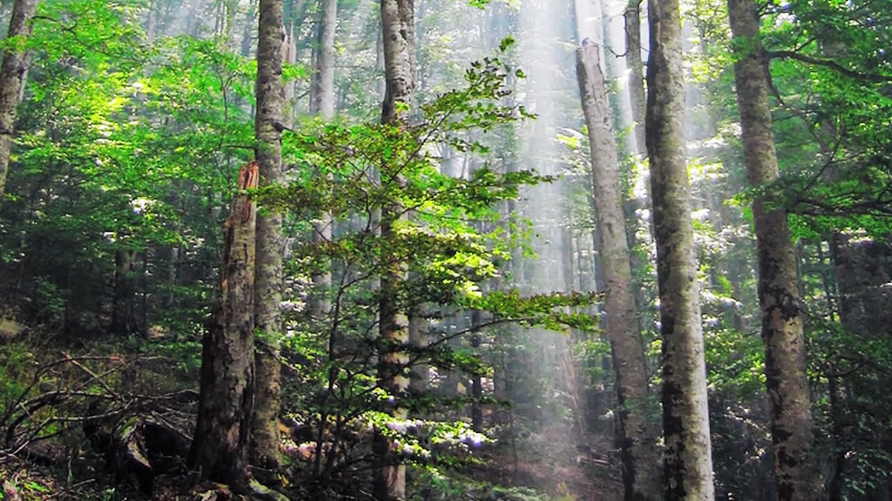 Alien Abduction, The Conspiracy Show, Ep.216