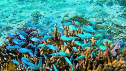 UNDERWATER ADVENTURE-2