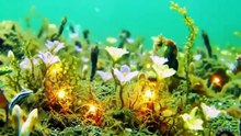 UNDERWATER ECOSYSTEM