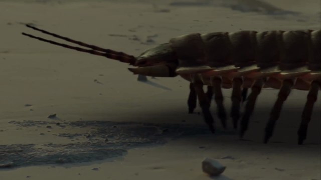What Killed The Giant Insects