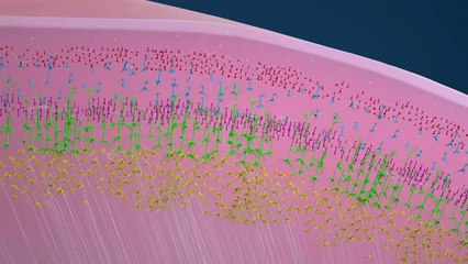 ¿Cómo funciona el cerebro? (Animación)