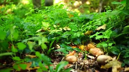 BEST BEEF WELLINGTON (Bushcraft) - ALL TIME WINNER!