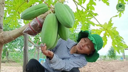 How coco peat can be used for air layering papaya trees to achieve rapid and healthy growth.