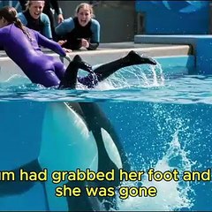 The HORRIFYING Last Moments of Orca Trainer Keltie Byrne