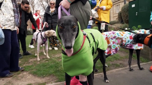 Tasmania to ban greyhound racing by 2029