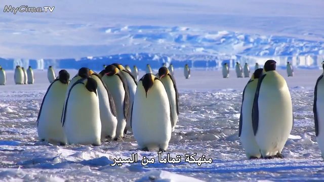 وقائع ولادة وتطوير فرخ البطريق واحد ، ولد في وقت متأخر وأصغر من أي من زملائه الصغار