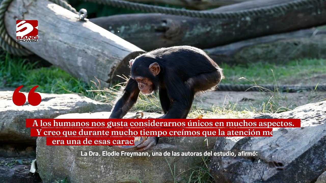 Los chimpancés usan hojas para limpiarse el trasero