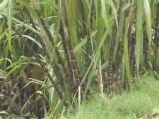 Madagascar voyage au coeur de la ville d'andapa