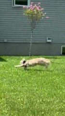 Maine Coon Pasha's first encounter with a dog