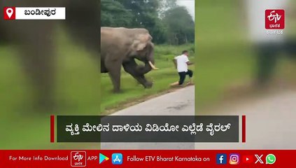 ಬಂಡೀಪುರದಲ್ಲಿ ಕಾಡಾನೆ ಕೆಣಕಿದ ವ್ಯಕ್ತಿ; ಮುಂದೇನಾಯ್ತು? ಶಾಕಿಂಗ್ ವಿಡಿಯೋ