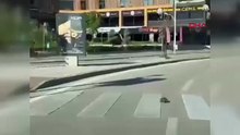 Yaya geçidinden geçen kaplumbağa kameralara yansıdı