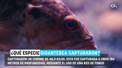 Dos pescadores de Formentera capturan un ejemplar colosal de 49 kilos: "Puede tener 50 o 60 años de edad"