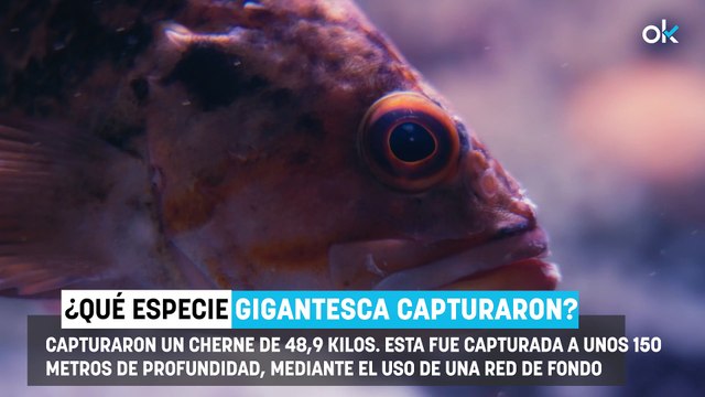 Dos pescadores de Formentera capturan un ejemplar colosal de 49 kilos: Puede tener 50 o 60 años de edad