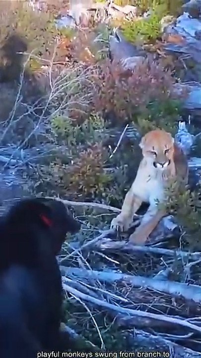 "Wildlife Close Encounters – When Nature Gets Too Close "Wildlife Close Encounters"