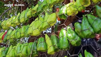 Elazığ'da kış hazırlıkları: Biberler asılmaya başladı